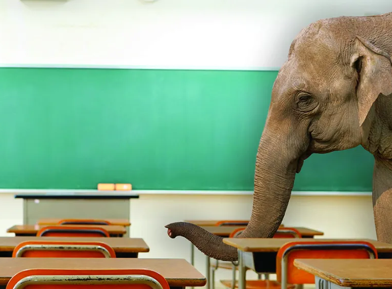 Elephant in a classroom